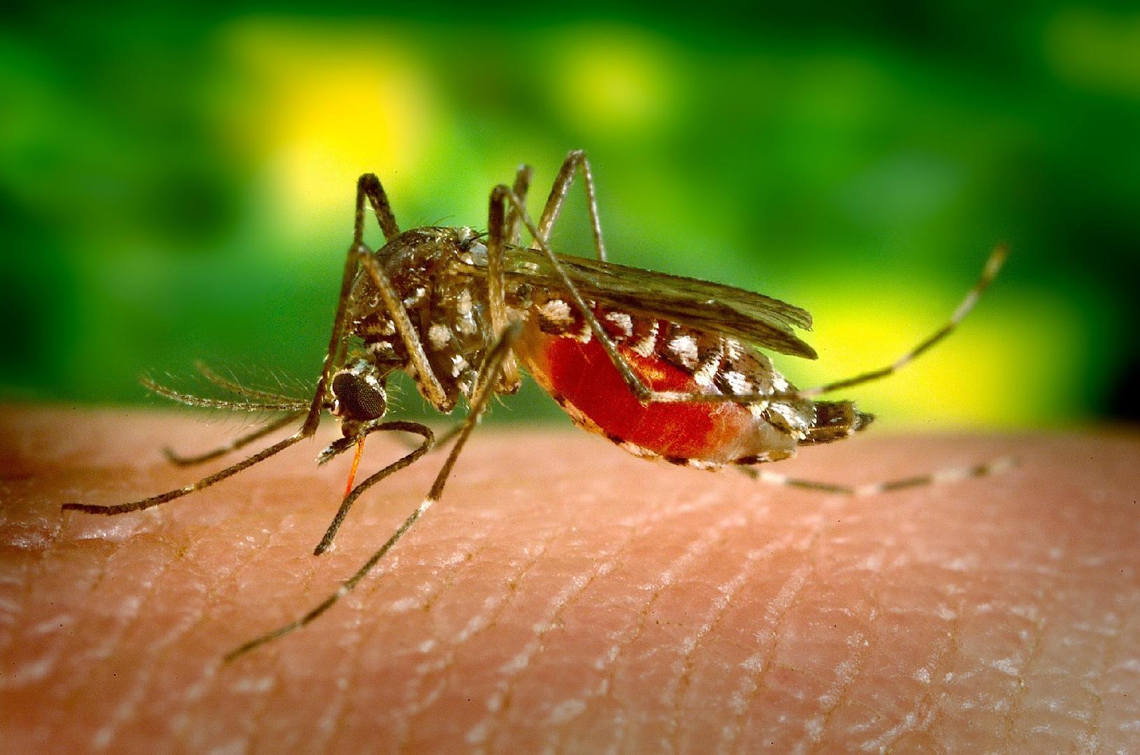 Campaña de prevención del dengue en el barrio Rivadavia, donde hubo tres casos positivos