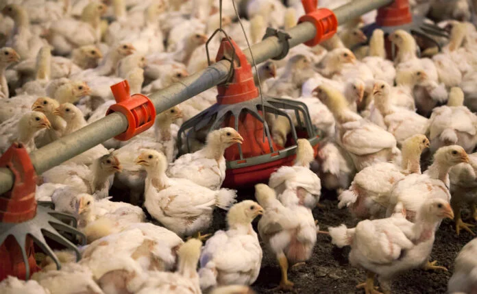Confirmaron el primer caso de gripe aviar en aves de corral y el Gobierno suspendió las exportaciones